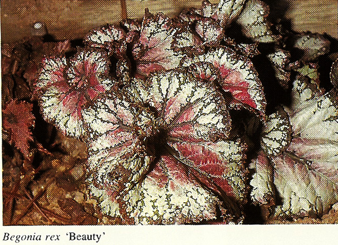 B. ‘Beauty’